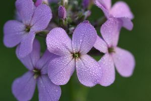 A close-up of the four-petaled purple blooms of Dame's Rocket. 
