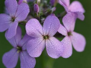 A close-up of the four-petaled purple blooms of Dame's Rocket. 