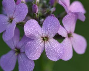 A close-up of the four-petaled purple blooms of Dame's Rocket.