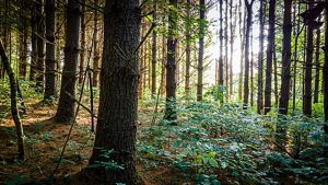 Sun shines through stand of trees in forest.
