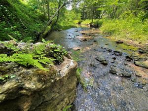 Stream flows through lush green forest at Edge of Appalachia Preserve.