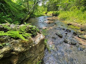 Stream surrounded by lush green forest at Edge of Appalachia Preserve.