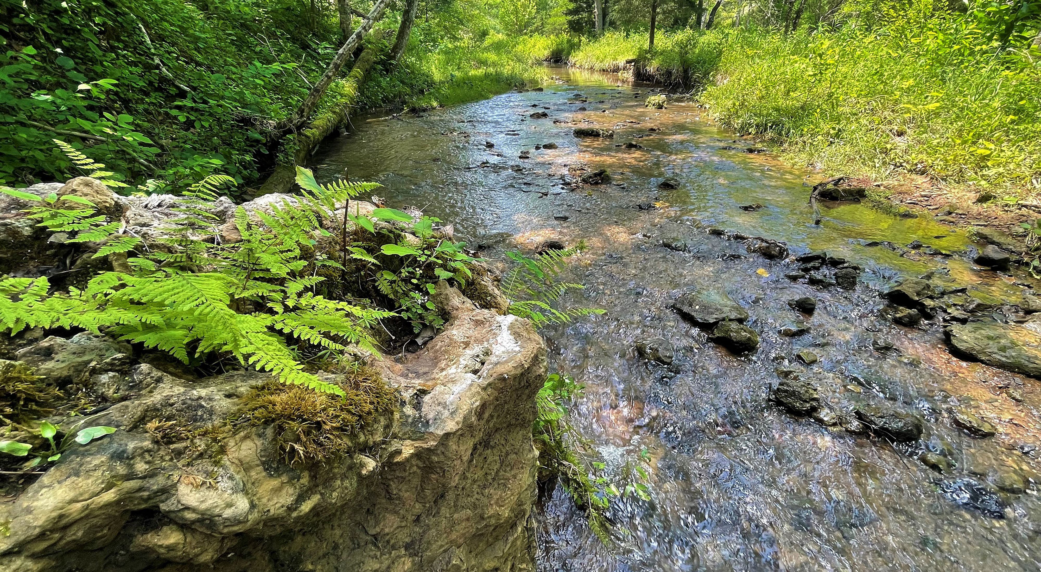Stream flows through lush green forest at Edge of Appalachia Preserve.