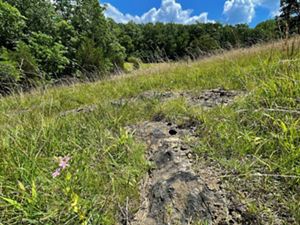 Peebles dolomite rock peeks out of green grass in a dry, limestone prairie with trees in the distance.