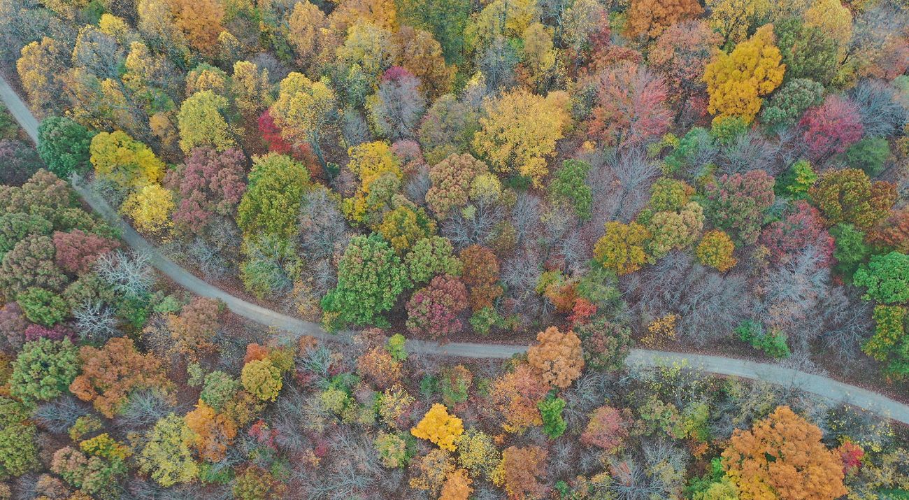 A road winds through a forest awash in autumnal colors.