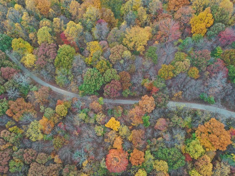 Aerial view of colorful fall trees with road winding through landscape.