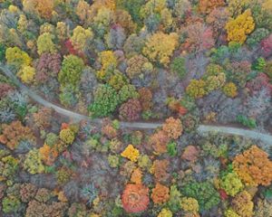 A road winds through a forest awash in autumn colors.