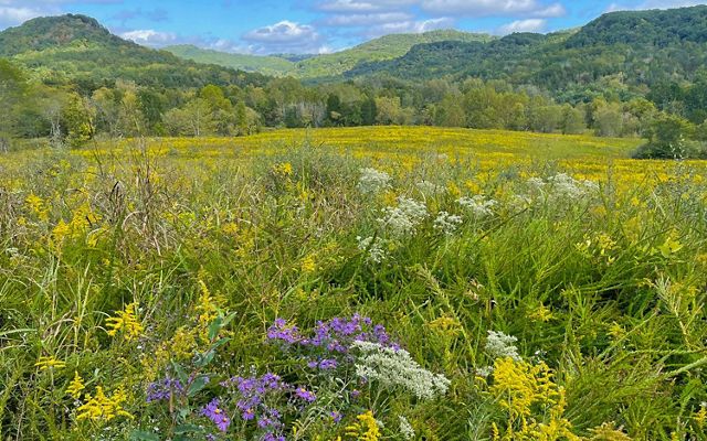A field of goldenrod and aster fill the foreground against a backdrop of green hills and blue sky.