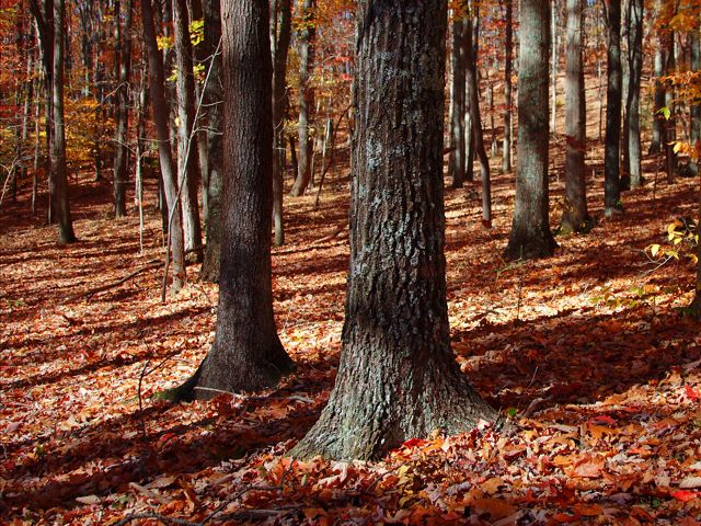 Fall leaves cover the forest floor at Edge of Appalachia Preserve.