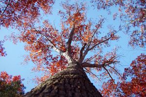 An oak tree with golden leaves extends far into the canopy of a forest.