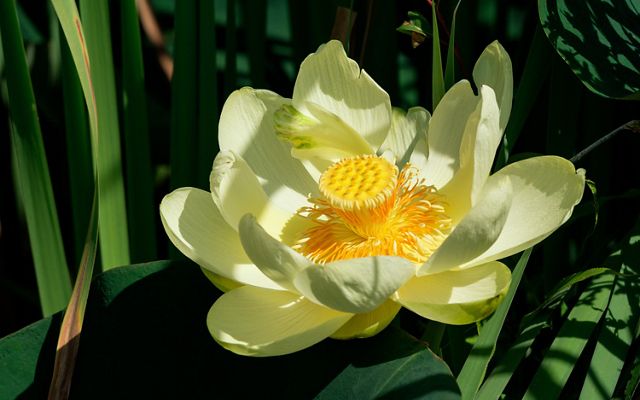 An American lotus flower in water.