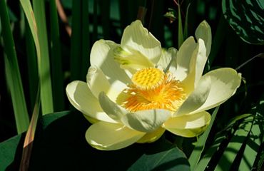 An American lotus flower in water.