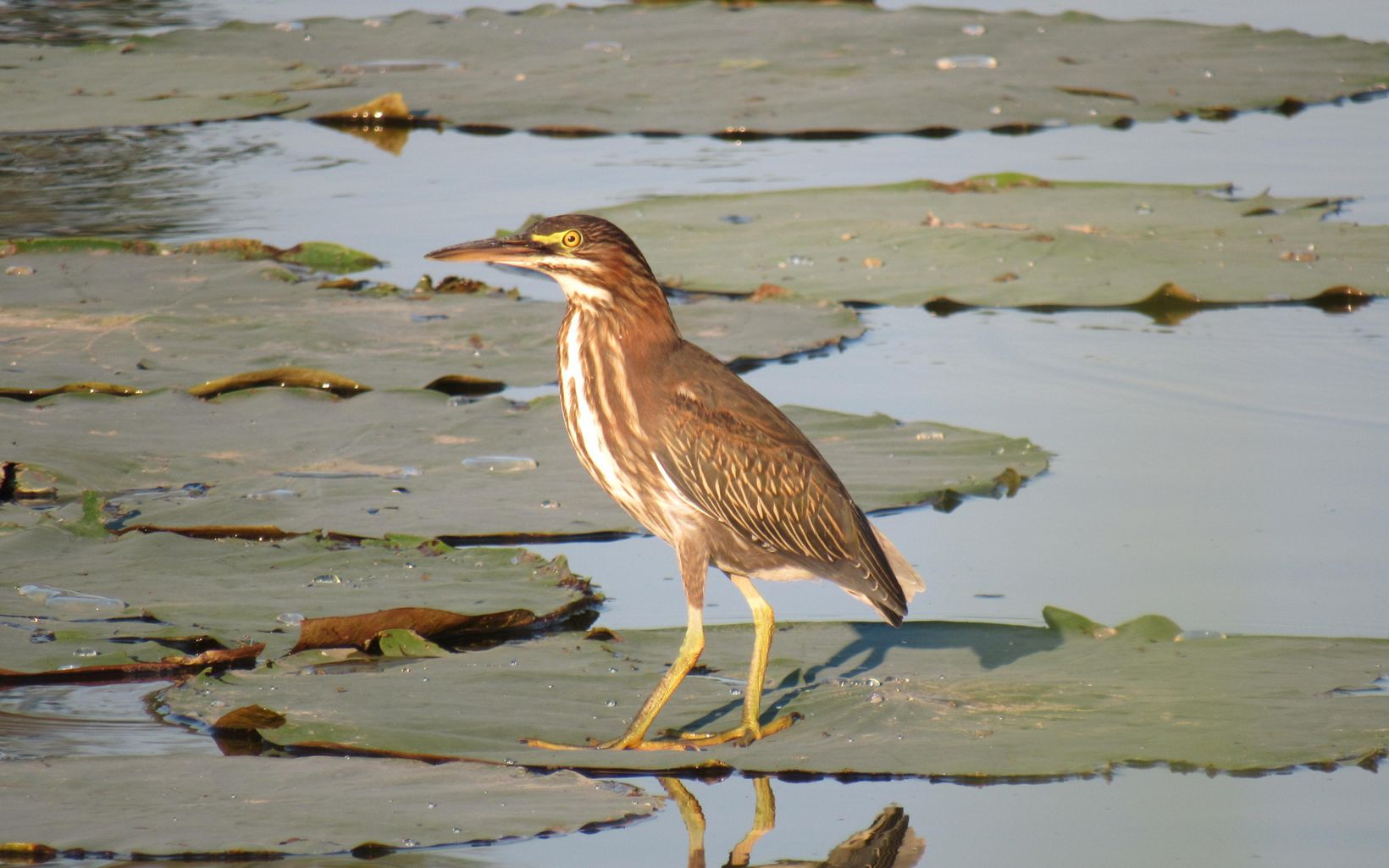 A green heron standing on a lily pad in water.