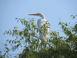 A white Great Egret sitting in a tree.
