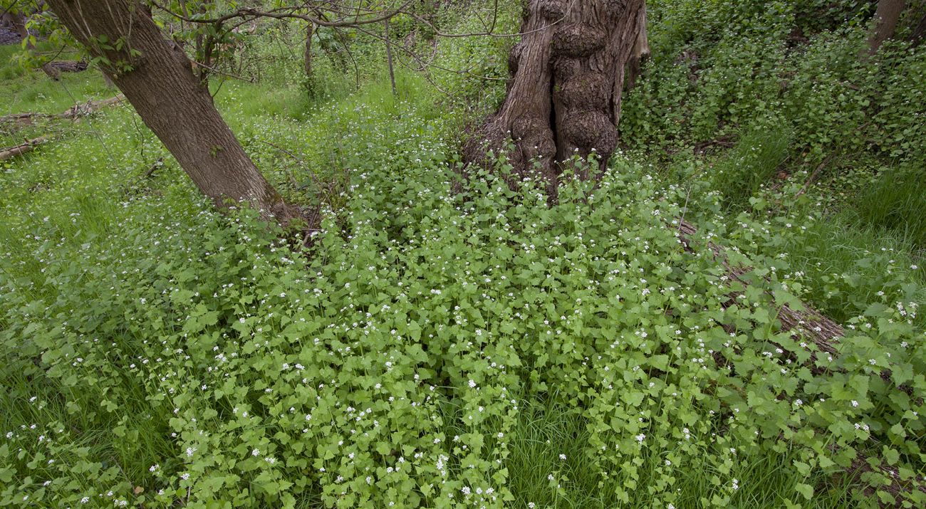 Invasive garlic mustard vines dotted with white flowers grow thickly on a forest floor.