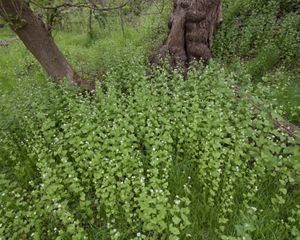 Invasive garlic mustard vines dotted with white flowers grow thickly on a forest floor.