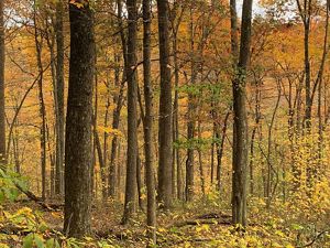 An interior view of a fall forest of thin, golden trees at Edge of Appalachia Preserve.