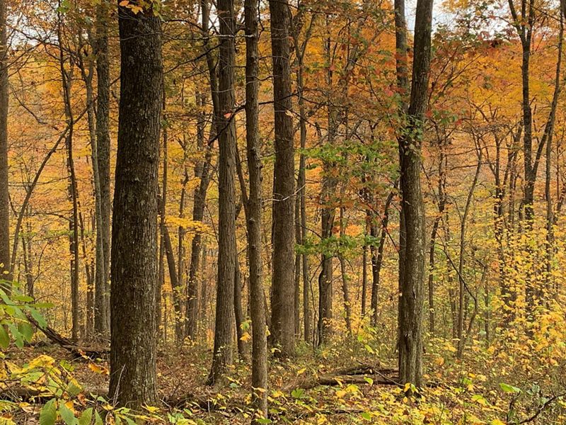Fall trees at the Edge of Appalachia Preserve.