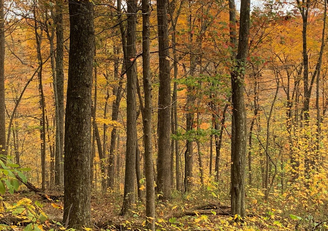 Fall trees at the Edge of Appalachia Preserve.