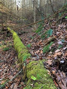 Mossy log rests in a creek bed at the Edge of Appalachia Preserve.