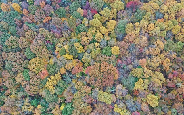 Aerial view of fall trees at Edge of Appalachia Preserve.