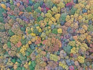 Aerial view of colorful fall trees at Edge of Appalachia Preserve.
