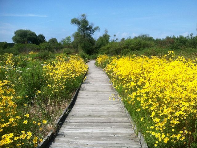 A wooden boardwalk through a field of yellow marsh marigolds.