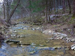 A low, rocky stream flows in a wooded area in winter.