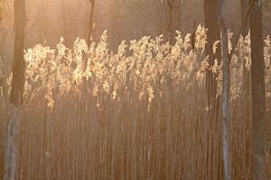 A thicket of phragmites, also known as common reed, in the sun. 