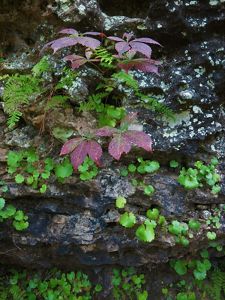 Red and green plants grow along rocks.