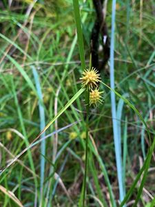Small spiky flower grows along grass blades.