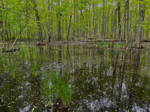 Trees and green vegetation extend from swamp habitat in forest.