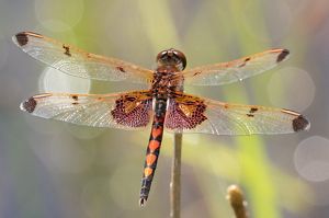Calico pennant dragonfly.
