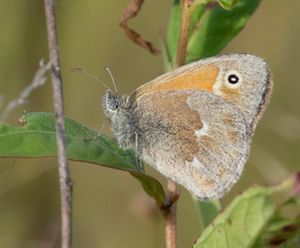 Common ringlet butterfly.
