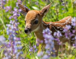 White-tailed deer fawn among blue lupine at Salamander Flats.