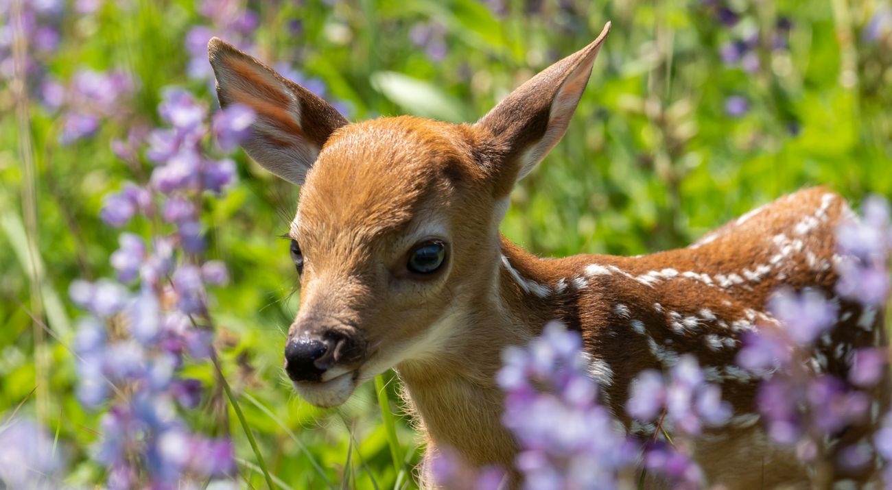 A white-tailed deer fawn in a field of flowers.