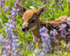 A white-tailed deer fawn in a field of flowers.