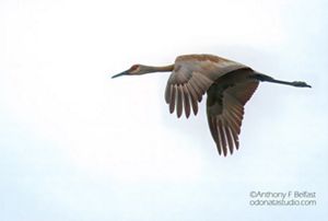 Closeup of a sandhill crane flying over the wetlands at Sandhill Crane Wetlands.