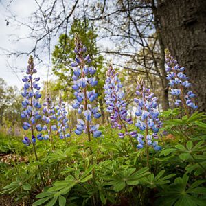 Thriving wild lupine.