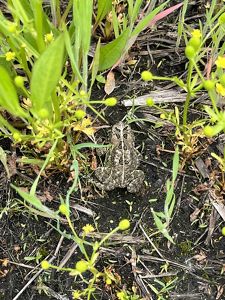Toad hiding in the grasses at Sandhill Crane Wetlands.