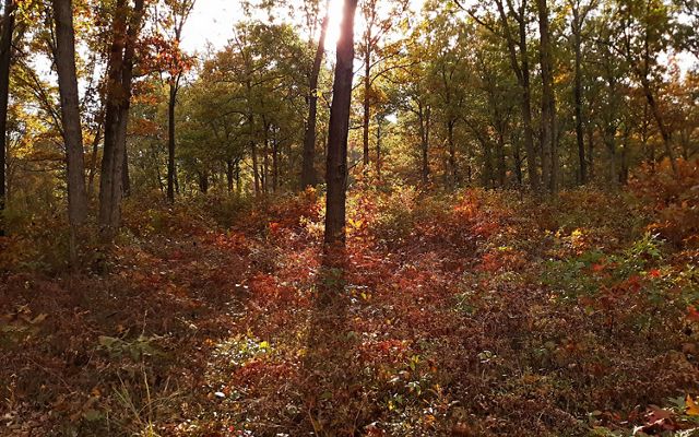Soft sunlight streams through the fall forest at Kitty Todd Nature Preserve.