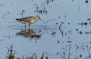 Hudsonian godwit stands in water and hunts for food at the Sandhill Crane Wetlands.