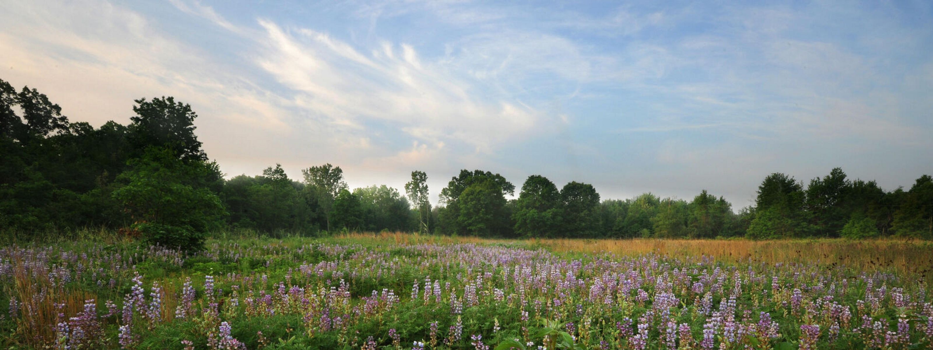 A field of wild blue lupine blooms at Kitty Todd Nature Preserve.