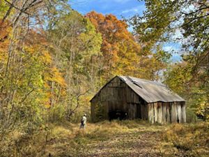 Man looks at trees while standing next to an old wooden barn in the forest.
