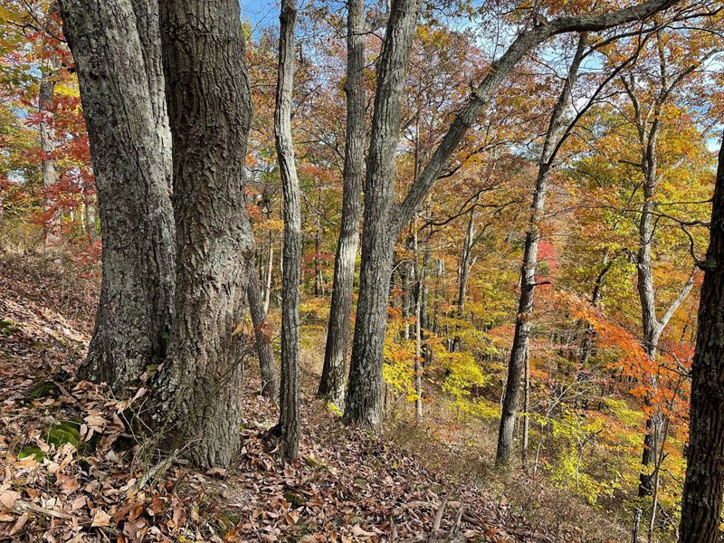 Hardwood trees sit at the edge of a slope in a colorful fall forest.