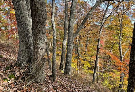 Trees sit at the edge of a slope in a forest at Edge of Appalachia Preserve.