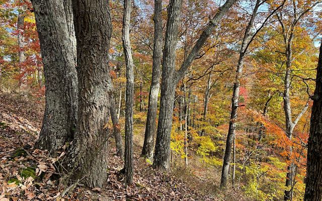 Forest habitat at the Edge of Appalachia Preserve.