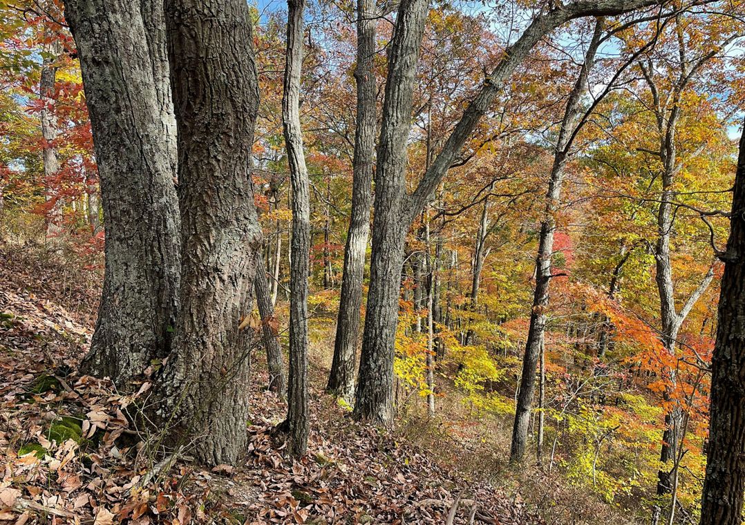 Hardwood trees sit at the edge of a slope in a colorful fall forest.