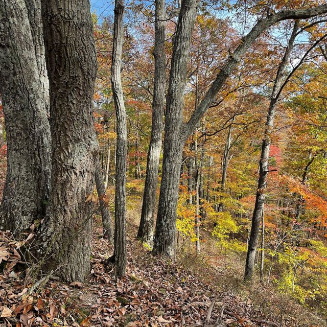 Trees sit at the edge of a slope in a forest at Edge of Appalachia Preserve.