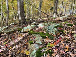 Lichen covered rocks sit amongst colorful leaves on forest floor.
